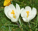 Crocus 8P77D-14